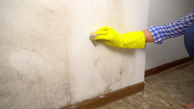Best Comprehensive Air Testing for Mold Contaminants  in Kouts, IN