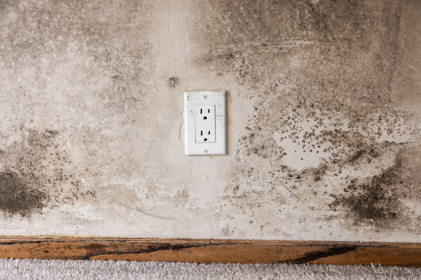Best Mold Prevention Services  in Kouts, IN